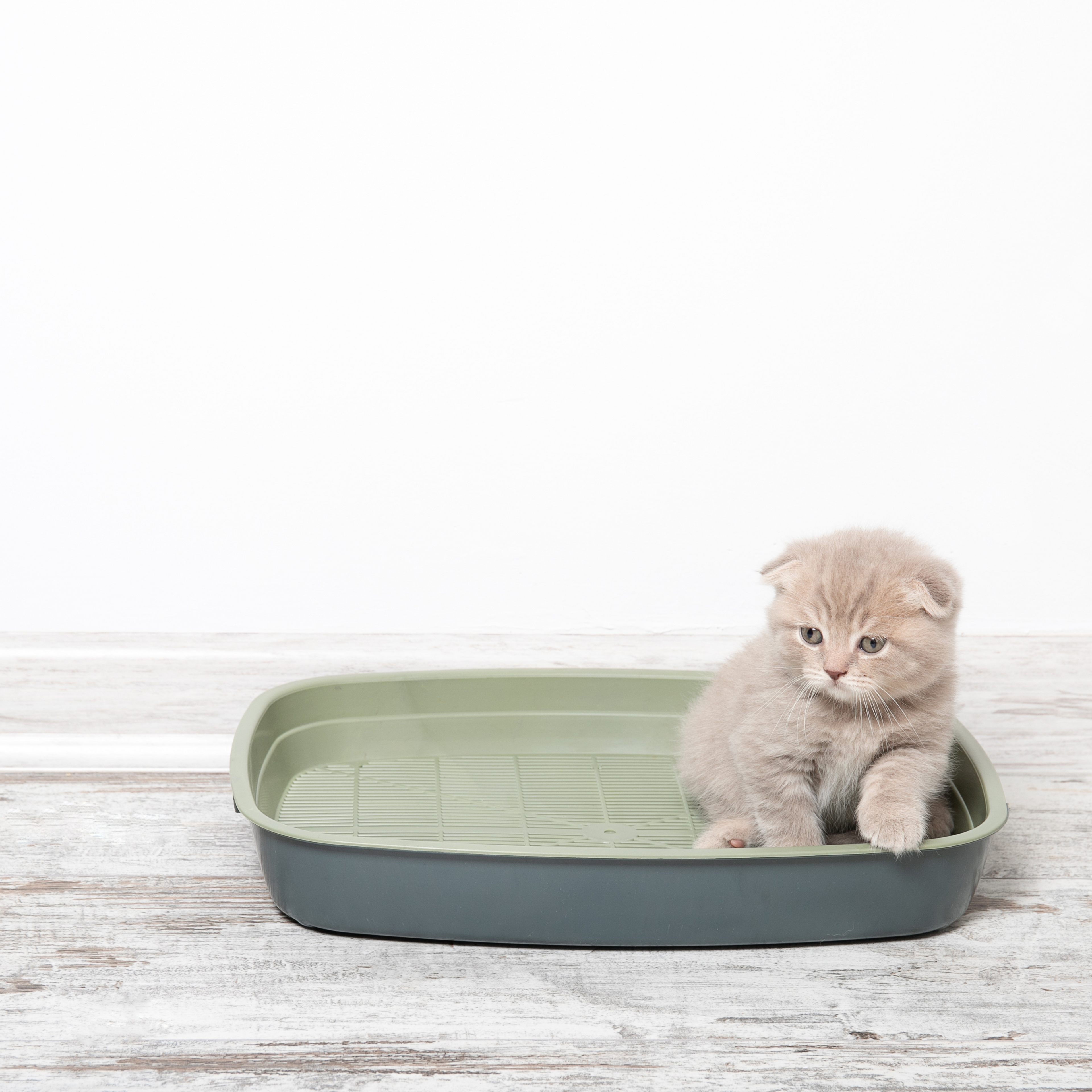 Die magische Welt des Katzenstreus: Warum Bentonit Klumpstreu ein Muss ist